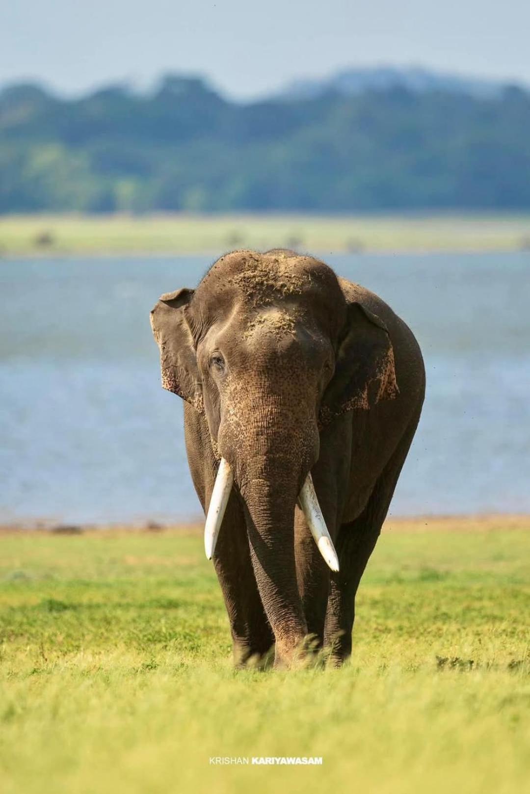 Priya Homestay Kandalama Dambulla Exteriör bild